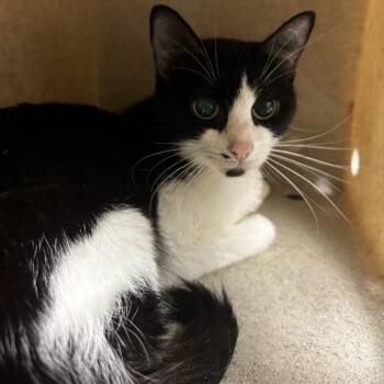 Beyonce -  Domestic Short Hair Cat for Adoption in Reno, Nevada - Beyonce | PetCurious