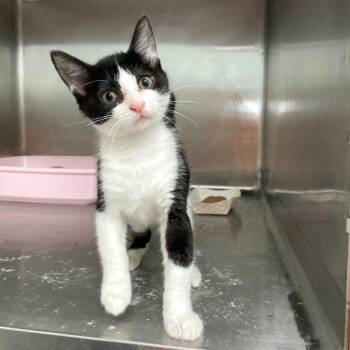 Domestic Short Hair Cats Available for Adoption - Tysm | PetCurious