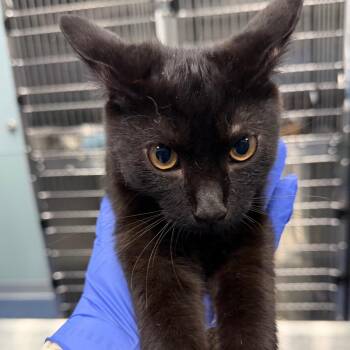 Seven -  Domestic Short Hair Cat for Adoption in Greensboro, North Carolina - Seven | PetCurious
