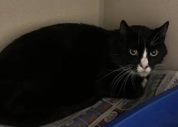 Barnabe -  Domestic Short Hair Cat for Adoption in Sacramento, California - Barnabe | PetCurious
