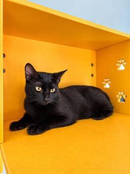 Noah -  Domestic Short Hair Cat for Adoption in Honolulu, Hawaii - Noah | PetCurious