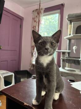 Gumdrop -  Domestic Short Hair Cat for Adoption in West Mifflin, Pennsylvania - Gumdrop | PetCurious