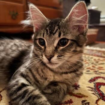 Kermit -  Domestic Medium Hair Cat for Adoption in Huntington, Massachusetts - Kermit | PetCurious