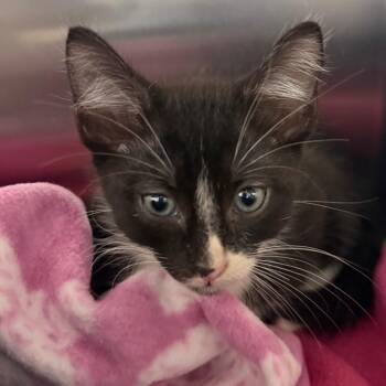 Tommy -  Domestic Short Hair Cat for Adoption in West Palm Beach, Florida - Tommy | PetCurious