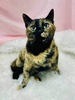Domestic Short Hair Cats Available for Adoption - Prego | PetCurious