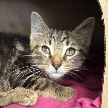 Ballpark -  Domestic Short Hair Cat for Adoption in West Olive, Michigan - Ballpark | PetCurious