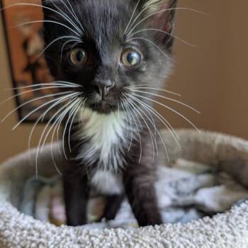 Kicker Pop 56138 -  Domestic Short Hair Cat for Adoption in Eaton Rapids, Michigan - Kicker Pop 56138 | PetCurious
