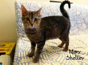Mary Shelley -  Tabby Cat for Adoption in Culpeper, Virginia - Mary Shelley | PetCurious