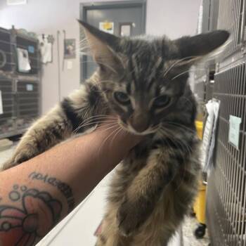 0971-C26 -  Domestic Short Hair Cat for Adoption in Port Charlotte, Florida - 0971-C26 | PetCurious