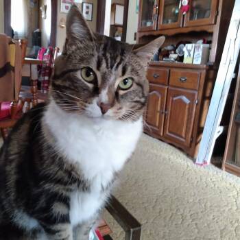 Domestic Short Hair Cats Available for Adoption - JACK | PetCurious