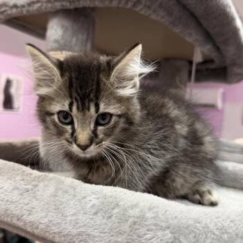 Glitch -  Domestic Medium Hair Cat for Adoption in Boerne, Texas - Glitch | PetCurious