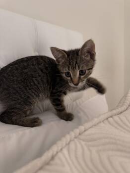 Domestic Short Hair Cats Available for Adoption in Boca Raton, Florida - Monty  | PetCurious