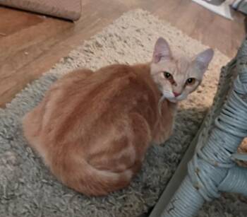 Meteor -  Domestic Short Hair Cat for Adoption in Hardeeville, South Carolina - Meteor | PetCurious