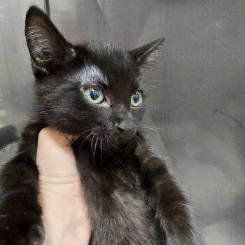 Francine Fudge(Ken Kit 1) -  Domestic Short Hair Cat for Adoption in Marble, North Carolina - Francine Fudge(Ken Kit 1) | PetCurious