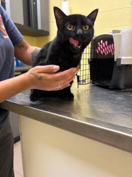 Domestic Short Hair Cats Available for Adoption in Crossville, Tennessee - Moon | PetCurious