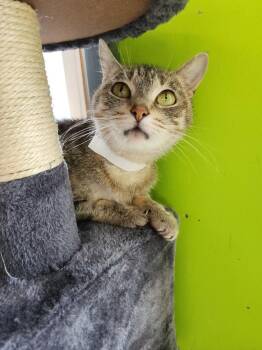 Kendra -  Tabby Cat for Adoption in Evansville, Indiana - Kendra | PetCurious