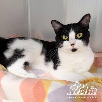 Domestic Short Hair Cats Available for Adoption in Irvine, California - PRINGLE | PetCurious