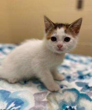 Marshmallow Sky -  Domestic Short Hair Cat for Adoption in Westland, Michigan - Marshmallow Sky | PetCurious
