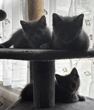 Jonas -  Domestic Short Hair Cat for Adoption in Cuyahoga Falls, Ohio - Jonas | PetCurious