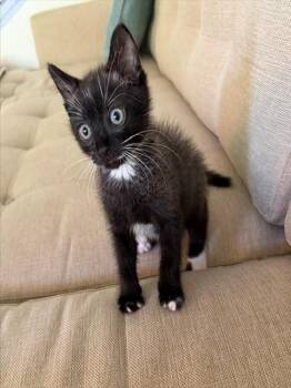 KNIGHT -  Domestic Short Hair Cat for Adoption in Tustin, California - KNIGHT | PetCurious