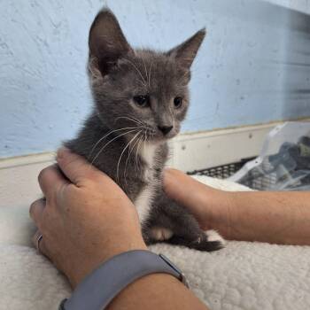 George -  Domestic Short Hair Cat for Adoption in Clarinda, Iowa - George | PetCurious