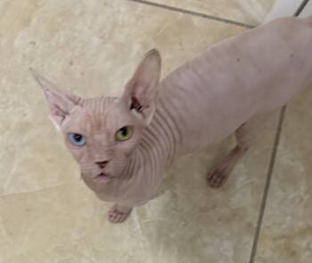 Sphynx Hairless Cat Cats Available for Adoption in Palm City, Florida - Gaga | PetCurious