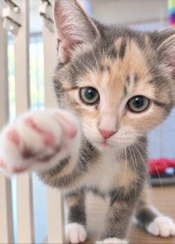 Fahrenheit -  Domestic Short Hair Cat for Adoption in Lemoyne, Pennsylvania - Fahrenheit | PetCurious