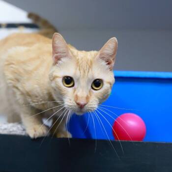 Rescue Domestic Short Hair Cats for Adoption in Los Angeles, California - Fiona Apple | PetCurious