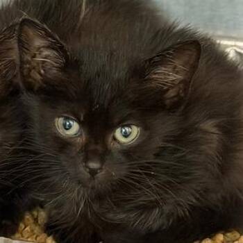 Miley -  Domestic Short Hair Cat for Adoption in Cumming, Georgia - Miley | PetCurious