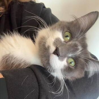 Sun (Holland Cat Cove) -  Domestic Short Hair Cat for Adoption in West Olive, Michigan - Sun (Holland Cat Cove) | PetCurious