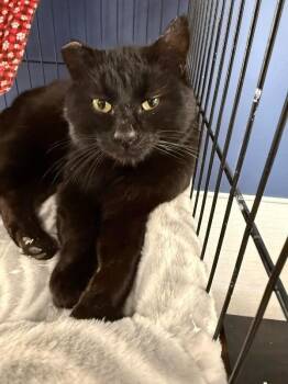 Astley -  Domestic Short Hair Cat for Adoption in Belton, Missouri - Astley | PetCurious