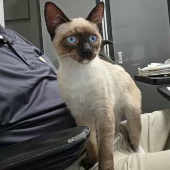Ricky -  Domestic Short Hair and Siamese Cat for Adoption in Sunnyvale, California - Ricky | PetCurious