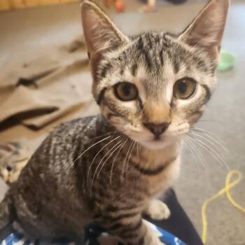 Pumpkin MK -  Domestic Short Hair Cat for Adoption - Pumpkin MK | PetCurious
