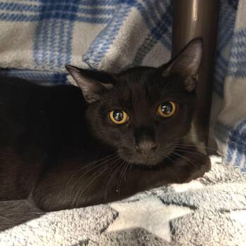 Pepper -  Domestic Short Hair Cat for Adoption in Las Vegas, Nevada - Pepper | PetCurious