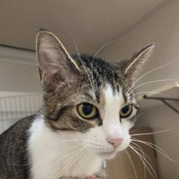 Domestic Short Hair Cats Available for Adoption - Penelope | PetCurious