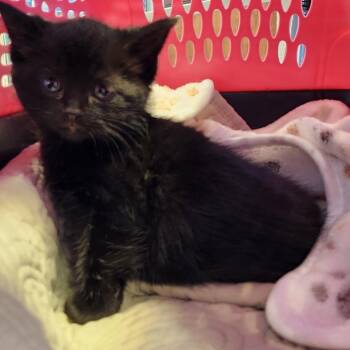 Domestic Short Hair Cats Available for Adoption - Lil