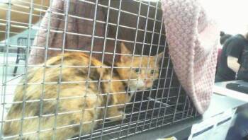 SOPHIE -  Domestic Short Hair Cat for Adoption in Charlotte, North Carolina - SOPHIE | PetCurious