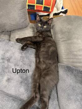 Domestic Short Hair Cats Available for Adoption in Middletown, Connecticut - Upton | PetCurious