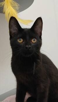Furiosa -  Domestic Short Hair Cat for Adoption in Bay City, Michigan - Furiosa | PetCurious