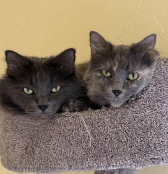 Domestic Long Hair Cats Available for Adoption in Prescott, Arizona - HADES And HERA | PetCurious