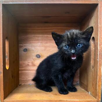 Rescue Domestic Short Hair Cats for Adoption in Lawrenceville, Georgia - Mayor | PetCurious