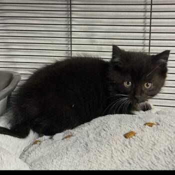 Edith -  Domestic Medium Hair Cat for Adoption in Ferndale, Michigan - Edith | PetCurious