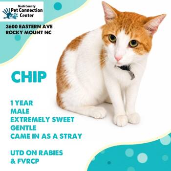 CHIP -  Domestic Short Hair Cat for Adoption in Nashville, North Carolina - CHIP | PetCurious