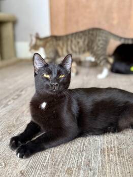 Domestic Short Hair Cats Available for Adoption in Shreveport, Louisiana - Link | PetCurious