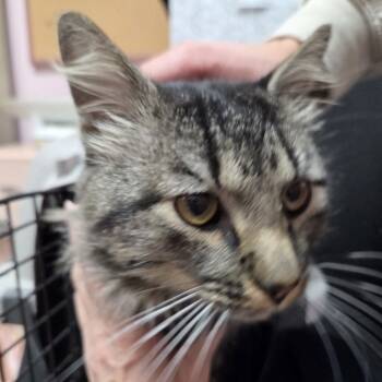 Rescue Domestic Medium Hair Cats for Adoption in Branson, Missouri - Bobby | PetCurious