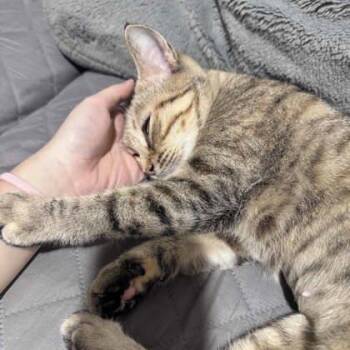 Veronica -  Domestic Short Hair Cat for Adoption in Atlanta, Georgia - Veronica | PetCurious