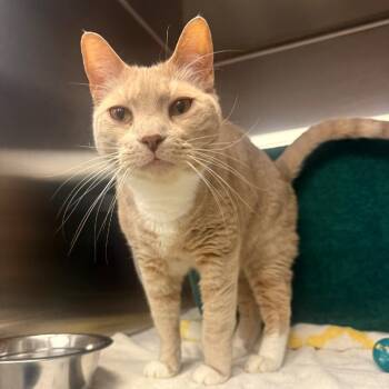 Diego -  Domestic Short Hair Cat for Adoption in Pittsburgh, Pennsylvania - Diego | PetCurious