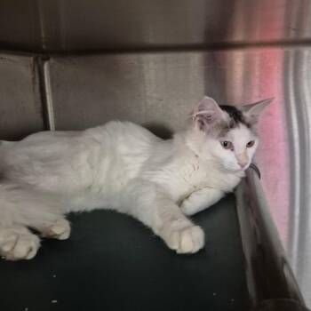 Current -  Domestic Long Hair Cat for Adoption in Kingman, Kansas - Current | PetCurious