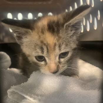 Evol -  Domestic Medium Hair Cat Available for Adoption in Greensboro, North Carolina - Evol | PetCurious
