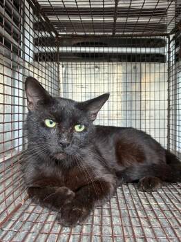 Brisket -  Domestic Short Hair Cat Available for Adoption in New Braunfels, Texas - Brisket | PetCurious